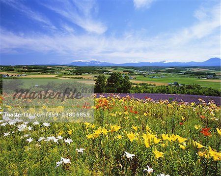 Kamifurano, Hokkaido, Japon Kamifurano, Hokkaido, Japon