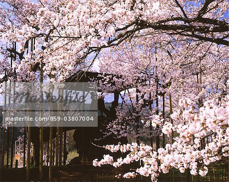 Jindai Cherry Blossoms, Yamanashi, Japon