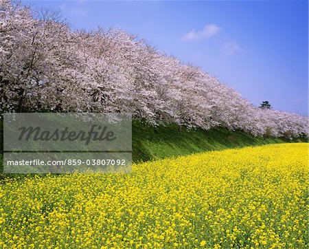 Satte, Saitama, Japan