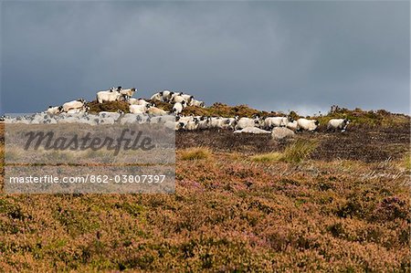 UK ; Yorkshire, Bingley et Ilkley Moor. Moutons skylined parmi les bruyères sur une lande des hautes terres.