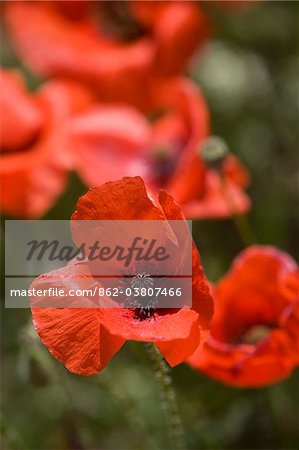 France, Hautes-Alpes, Gap, Wild poppies in a high Alpine meadow in the High Alps of France