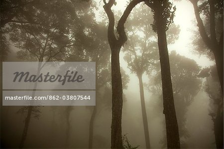 India, Munnar. Monsoon mists descend on the forests of Munnar.