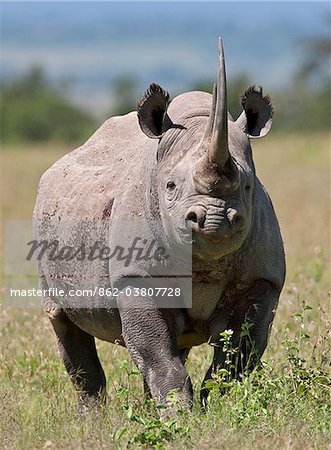 An alert black rhino. Mweiga, Solio, Kenya