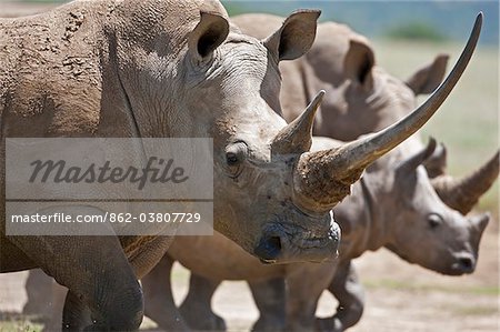Une famille de rhinocéros blanc, la femelle avec une corne massive. Mweiga, Solio, Kenya