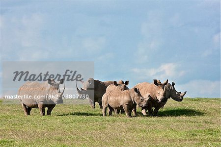 Rhinocéros blanc de pâturage sur les plaines ouvertes au Ranch jeu Solio. Mweiga, Solio, Kenya