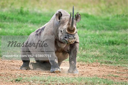 Un rhinocéros noir, apprendre à ses pieds après avoir déployé à poussière pour éloigner les mouches de ses plaies. Mweiga, Solio, Kenya