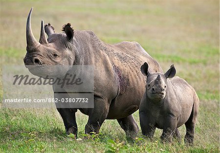 Un femelle rhinocéros noir avec son veau d'alerte. Mweiga, Solio, Kenya