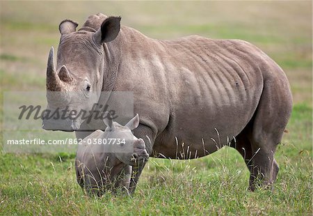 A female white rhino with her calf. Mweiga, Solio, Kenya