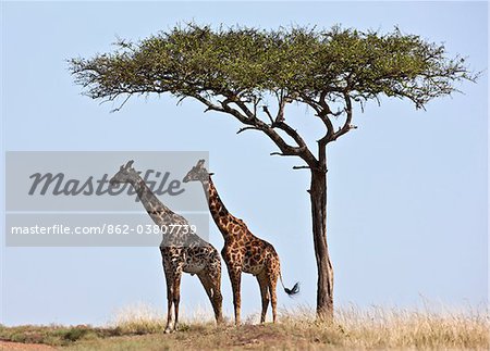 Two Maasai giraffes shade themselves beneath a Balanites tree on the plains of the Masai Mara National Reserve.