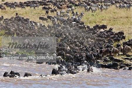 Gnou volumétrie pour traverser la rivière Mara au cours de leur migration annuelle du Parc National du Serengeti en Tanzanie du Nord à la réserve nationale de Masai Mara.
