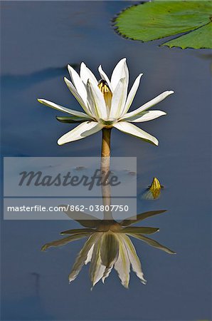 A white waterlily growing in a seasonal rainwater pool on the Mara plains. Masai Mara National Reserve