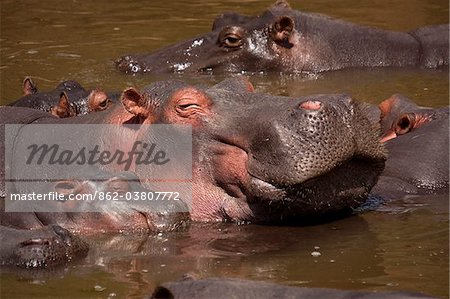 Kenya, Masai Mara.  A mother hippo and her calf cool off in the Mara River.