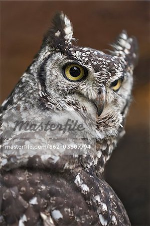 A spotted Eagle-Owl, a heavily-built owl with prominent ear tufts.