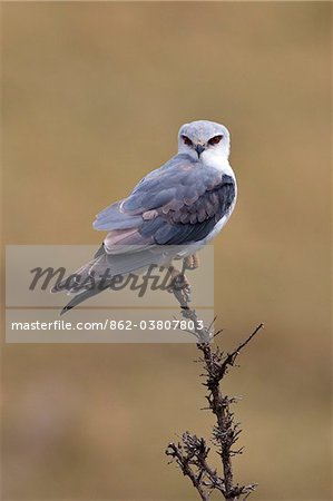 A Pygmy Falcon in Masai-Mara National Reserve.