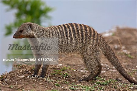 A banded mongoose looks out over a bank of the Mara River.