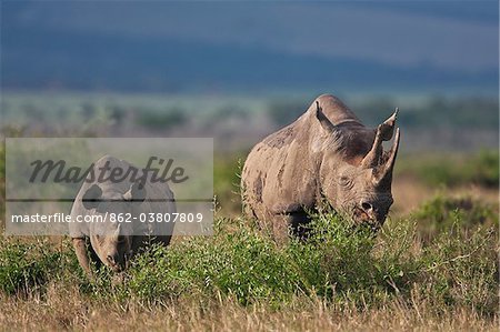 Un rhinocéros noir et sa progéniture lèche-vitrine dans la réserve nationale de Masai Mara. Un rhinocéros jeune reste avec sa mère pendant au moins deux ans.