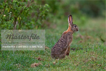 Ein Peeling-Hase hält auf seinen Hinterbeinen im feuchten Gras in das Gebiet des Aberdare-Nationalparks.