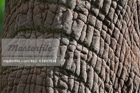 Gros plan d'un tronc de s de l'éléphant d'Afrique dans le saillant du Parc National Aberdare.