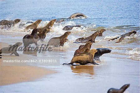 Namibie, Walvis Bay. Prendre des otaries à fourrure du Cap vers les eaux de la lagune de Walvis Bay près de Swakopmund.