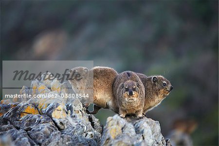 African Clawless otters in Tsitsikamma National Park, Storms River, Eastern Cape, South Africa