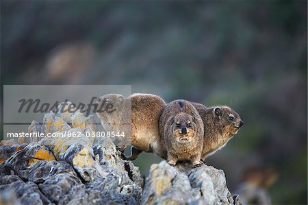 Afrikanischer Clawless Otter in Tsitsikamma National Park, Storms River, Eastern Cape, Südafrika