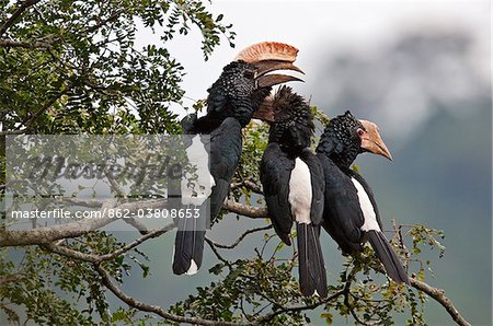 Silvery-cheeked Hornbills in the Western Arc of the Usambara Mountains near Lushoto.