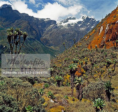 At 12,800 feet, tree Senecios, or Giant Groundsels, everlasting flowers and mosses flourish against a backdrop of snow-capped Mount Stanley (16,763 feet), the highest mountain of the Rwenzori Range.
