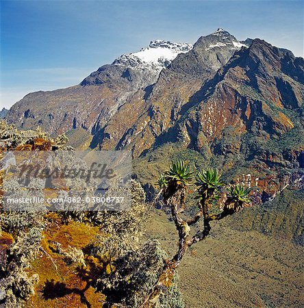 Mount Baker (15.889 Fuß) von der Spitze des Scott-Elliot-Pass (14.350 m) mit einem Baum Senecio oder riesiges Groundsel, ewige Blumen (Helicrysum) und Moose im Vordergrund.
