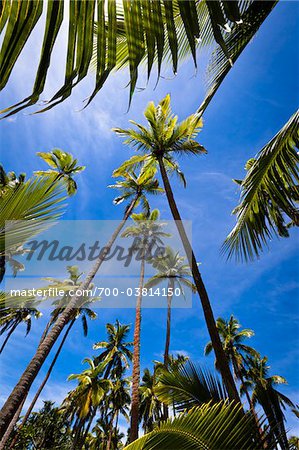 Palm arbres, Resort Ile de Fafa, Nuku ' alofa, Tongatapu, Royaume des Tonga