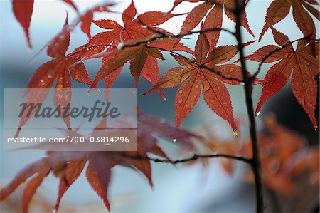 Close-Up of Autumn Leaves, Kyoto, Kansai, Honshu, Japan