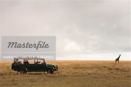 Safari Vehicle and Masai Giraffe, Masai Mara National Reserve, Kenya