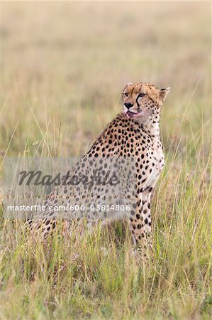 Portrait de guépard, Masai Mara National Reserve, Kenya