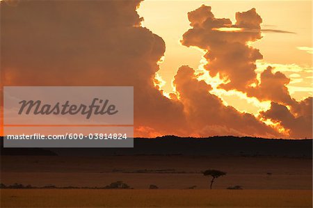 Sonnenuntergang, Masai Mara National Reserve, Kenia