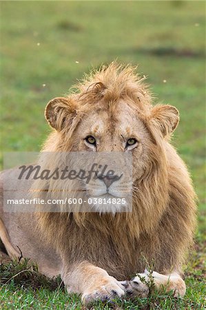 Portrait of Male Lion, Masai Mara National Reserve, Kenya Portrait of Male Lion, Masai Mara National Reserve, Kenya