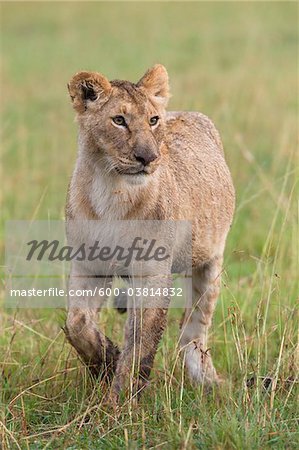 Female Lion, Masai Mara National Reserve, Kenya