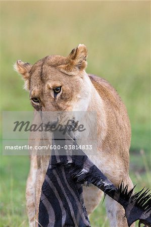 Lioness eating Zebra, Masai Mara National Reserve, Kenya