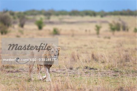 Lion mâle, Masai Mara National Reserve, Kenya