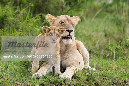 Lion Cub, Masai Mara National Reserve, Kenya