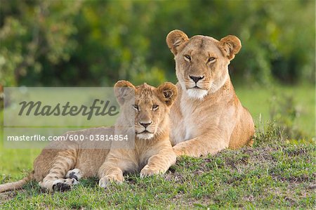 Lion Mother with Young, Masai Mara National Reserve, Kenya