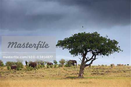 Afrikanischen Bush Elefanten und Leberwurstbaum, Masai Mara National Reserve, Kenia