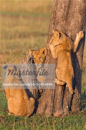 Lion Cubs am Baumstamm, Masai Mara National Reserve, Kenia