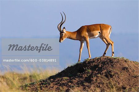 Impala, Masai Mara National Reserve, Kenya Impala, Masai Mara National Reserve, Kenya