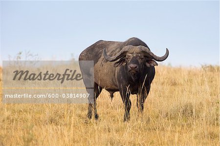 Cape Buffalo, Masai Mara National Reserve, Kenya Cape Buffalo, Masai Mara National Reserve, Kenya