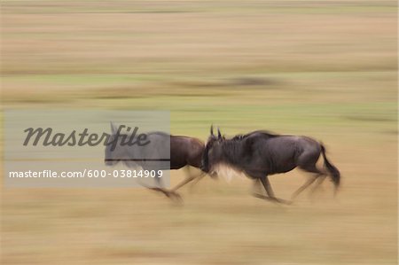 Blue Wildebeests Running, Masai Mara National Reserve, Kenya