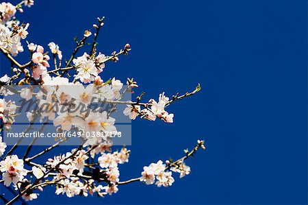 An Almond tree in bloom against the sky