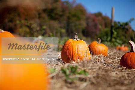 Pumpkins in a field