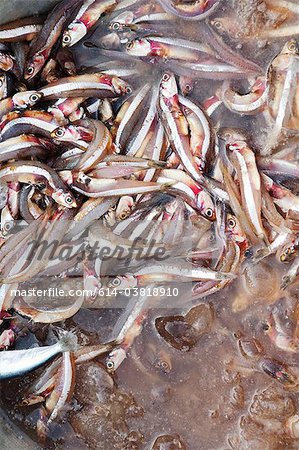 Anchois à vendre chez les poissons du matin sur le marché, la baie du Bengale, Tamil Nadu