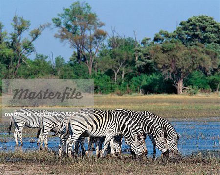 Zebra with a distinctive shadow stripe pattern drink at the edge of the Okavango swamp in the Moremi Wildlife Reserve.Moremi is the only area of the Okavango Delta accessible by motor vehicle.