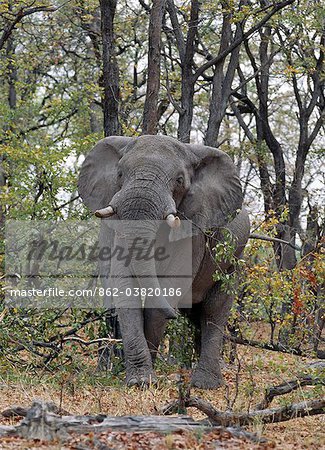 Un seul taureau éléphant ressemble dans une zone boisée de la Reserve.Moremi de la faune de Moremi, menaçant incorpore des chefs de l'île et a été la première réserve en Afrique à être créé par les indigènes africains. Protéger les écosystèmes riches et diversifiés des régions centrales et orientales du Delta de l'Okavango.