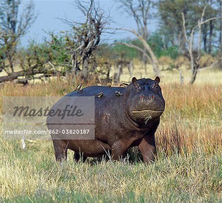 Un hippopotame solitaire avec accompagnateur nidification facturées rouge, ou oiseaux de la tique, fait paître près du bord du marais Okavango dans la réserve de faune de Moremi. Cet hippopotame a des entailles sur le côté qui sont probablement le résultat d'une dispute territoriale avec hippo un autre.